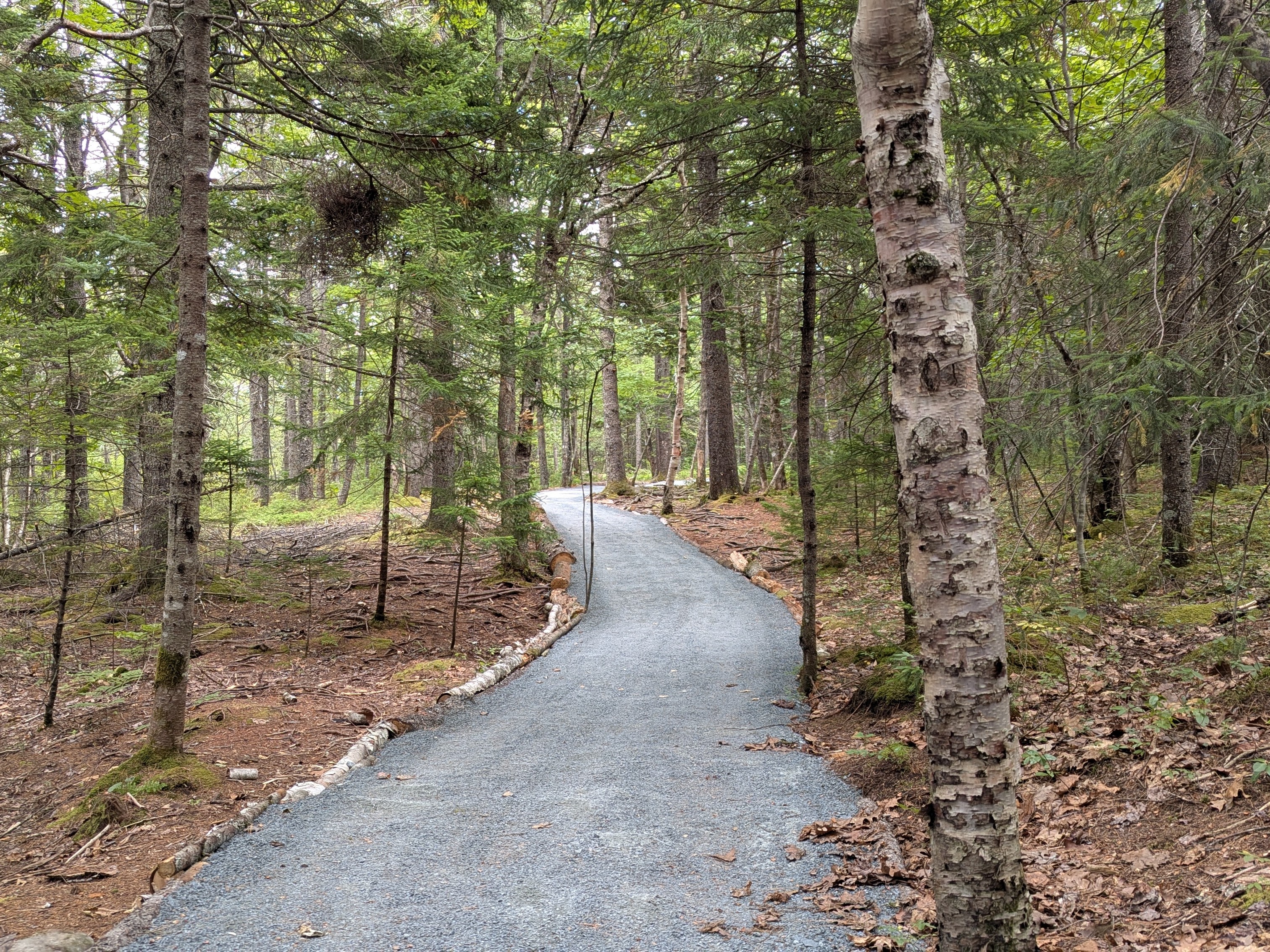Completed ridge trail winding through the forest